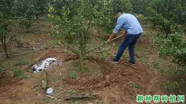 柑橘可以施含氯化肥吗？